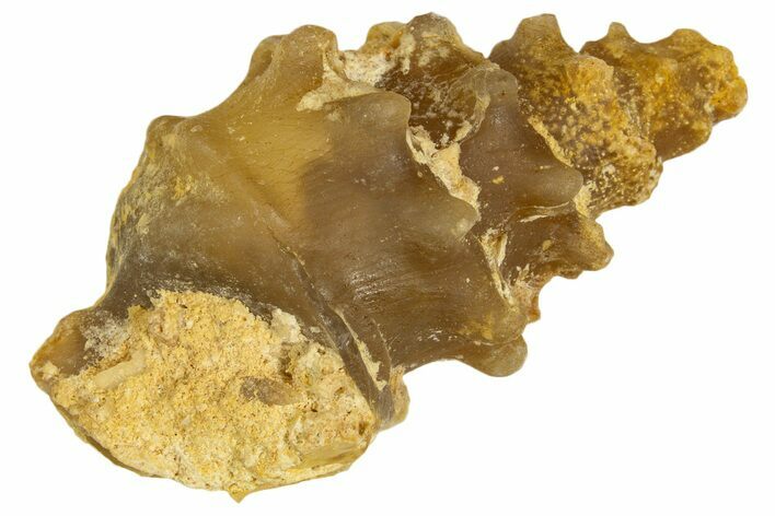 Agatized Gastropod (Cerithium?) Fossil - Morocco #338053